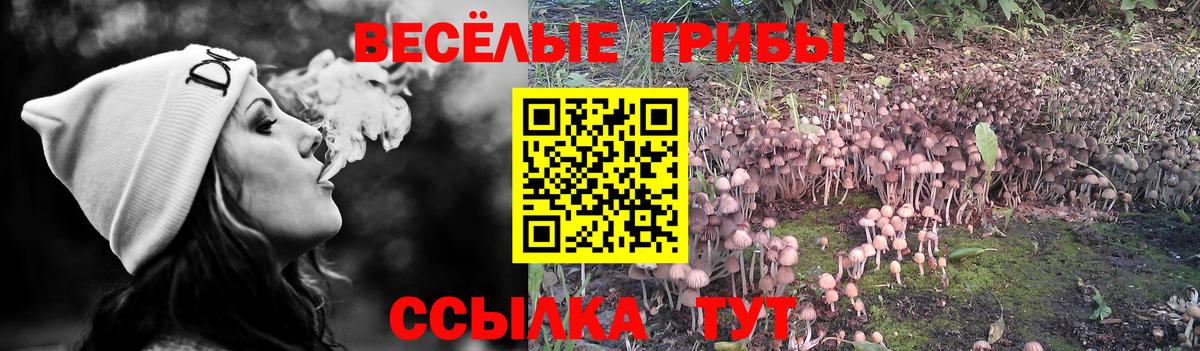 Галлюциногенные грибы Psilocybe  Вход с VPN  Тольятти 